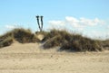 Cactus in the dunes