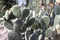 Cactus: ears cactus, a special form of cactaceae