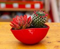 Cactus and Echeveria Miranda Color in a red pot. Christmas idea and decoration with succulent plants