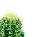 Cactus (Echinocactus grusonii) Royalty Free Stock Photo