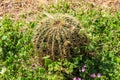 Cactus Echinocactus grusonii, popularly known as the golden barrel cactus, golden ball