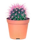 Cactus Royalty Free Stock Photo