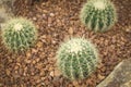 Cactus, Echinocactus grusonnii Hildm Royalty Free Stock Photo