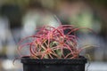 Cactus echinocactus polycephalus red thorns close up, isolated o