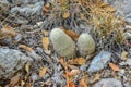 Cactus Echinocereus coccineus and other desert plants in the mountains landscape in New Mexico, USA Royalty Free Stock Photo