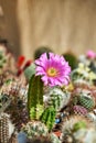 Cactus Echinocereus viereckii ssp. morricalii blooms with large violet flower