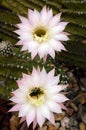 Cactus Echinopsis Royalty Free Stock Photo