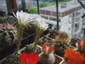 Cactus Echinopsis ancistrophora with large long-tubed white flowers