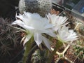 Cactus Echinopsis ancistrophora with large long-tubed white flowers