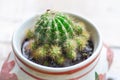 Cactus, Echinopsis calochlora