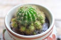 Cactus, Echinopsis calochlora