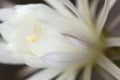 Cactus echinopsis flower, close up shot Royalty Free Stock Photo