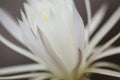 Cactus echinopsis flower, close up shot Royalty Free Stock Photo