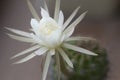 Cactus echinopsis flower, close up shot Royalty Free Stock Photo