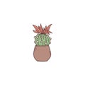 cactus echinopsis with flower. Indoor potted house plant vector outline doodle illustration.