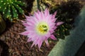 Cactus Echinopsis Flower