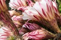 Cactus Echinopsis Spachiana blooming