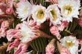 Cactus Echinopsis Spachiana blooming