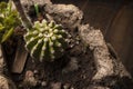 Cactus echinopsis subdenudata