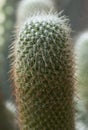 Cactus Echinopsis tarijensis