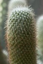 Cactus Echinopsis tarijensis Royalty Free Stock Photo