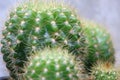 Cactus echinopsis tubiflora, selective focus, close up