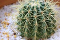 Cactus echinopsis tubiflora, selective focus, close up