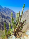 Cactus on the edge of Colca canyon, Peru Royalty Free Stock Photo