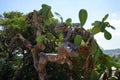 Cactus with edible fruits in August. Opuntia, commonly called prickly pear, is a genus in the cactus family, Cactaceae. Malta.