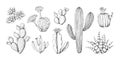 Cactus engraving sketch. Hand drawn western desert plant with blossom and spikes. Doodle tropical flora. Isolated black