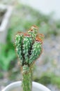 cactus , ERIOCEREUS Harrisia jusbertii or cactus or Fairytale castle or Cereus peruvianus