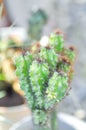 cactus , ERIOCEREUS Harrisia jusbertii or cactus or Fairytale castle or Cereus peruvianus or mammillaria