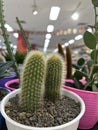 Cactus - Espostoa Guentheri