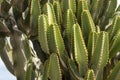 Cactus Euphorbia canariensis, Fuerteventura, Spain