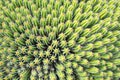 Cactus euphorbia echinus, abstract view from above Royalty Free Stock Photo