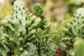 Cactus Euphorbia in the garden Royalty Free Stock Photo