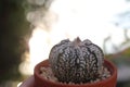 Cactus with the evening light background Royalty Free Stock Photo