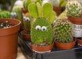 Cactus with eyes in a pot among other cacti