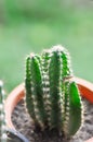 Cactus , Fairytale castle or Cereus peruvianus Royalty Free Stock Photo