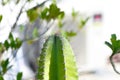 cactus , Fairytale castle or Cereus peruvianus Royalty Free Stock Photo