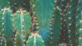 Cactus Family, top shot, close-up barrel cactus, vintage