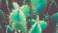 Cactus Family, top shot, close-up barrel cactus, vintage