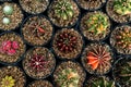Cactus farm with close-up of succulent and cactus. Royalty Free Stock Photo