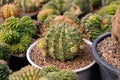 Cactus farm with close-up of succulent and cactus Royalty Free Stock Photo