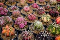 Cactus farm with close-up of succulent and cactus Royalty Free Stock Photo