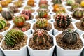 Cactus farm with close-up of succulent and cactus Royalty Free Stock Photo