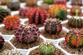 Cactus farm with close-up of succulent and cactus Royalty Free Stock Photo