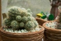 Cactus farm, Small cactus, Cactus nursery