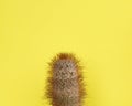 Cactus on yellow background. Minimal fashion Stillife. Royalty Free Stock Photo