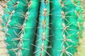 Cactus Fashion Design. Minimal Stillife. Trendy Bright Colors. Green Neon Mood Royalty Free Stock Photo